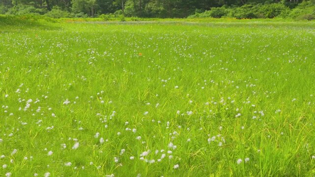 250712長野県カヤの平北ドブ湿原のニッコウキスゲ