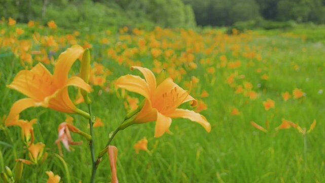 250712長野県カヤの平北ドブ湿原のニッコウキスゲ