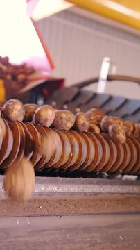 Potato harvesting close up machine cleaning of fresh potatoes from dry foliage on conveyor belt