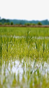 Green rice leaves in rice fields, seeding with wind and ear of rice