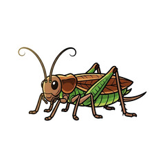 Fototapeta premium Cartoon grasshopper illustration: a detailed, stylized depiction of a brown and green grasshopper with large eyes and prominent antennae, set against a light background.