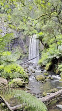 Beauchamp Falls surrounded by lush ferns, hidden deep in the temperate rainforest of Great Otway National Park, Beauchamp Falls Walking Track, Beech Forest, Victoria, Australia