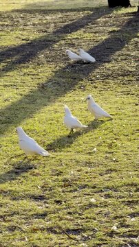 A flock of little corellas (cockatoos) feeding on the grass of a golf course near Frogs Hollow, Melbourne, Victoria, Australia