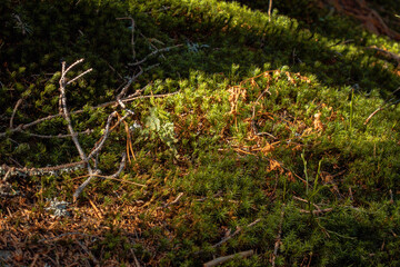 Fototapeta premium Closeup View Of Moist Moss And Lichen. Tranquil Woodland Ground With Green Moss And Fallen Twigs