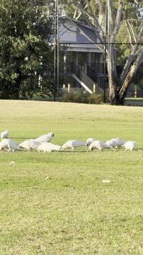 A flock of little corellas (cockatoos) feeding on the grass of a golf course near Frogs Hollow, Melbourne, Victoria, Australia