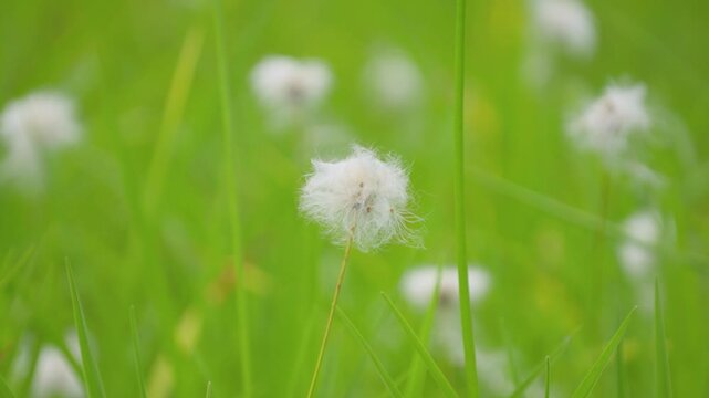 250712長野県カヤの平北ドブ湿原のニッコウキスゲ