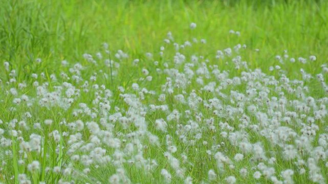250712長野県カヤの平北ドブ湿原のニッコウキスゲ