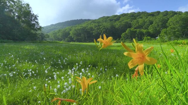 250712長野県カヤの平北ドブ湿原のニッコウキスゲ