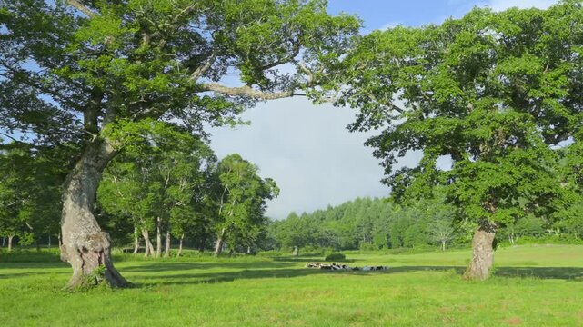 250712長野県カヤの平高原の牛
