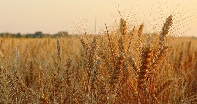 Close-up of ripe golden wheat ears in a field during sunset at golden hour