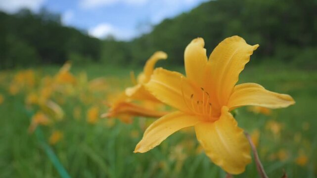 250712長野県カヤの平北ドブ湿原のニッコウキスゲ