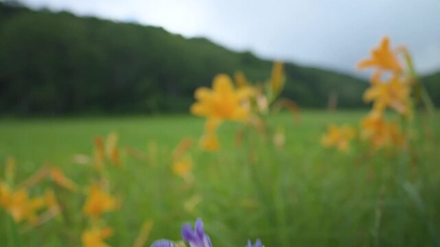 250712長野県カヤの平北ドブ湿原のニッコウキスゲ