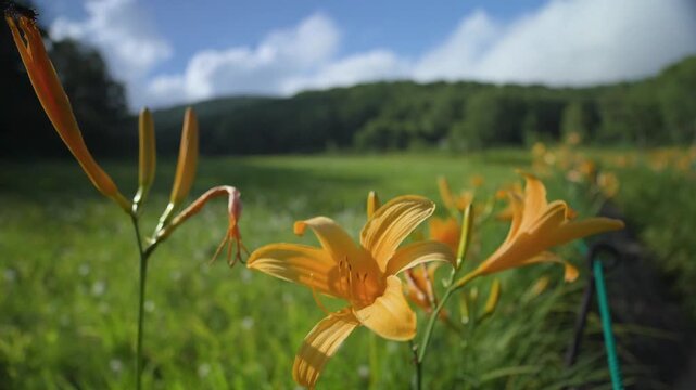 250712長野県カヤの平北ドブ湿原のニッコウキスゲ