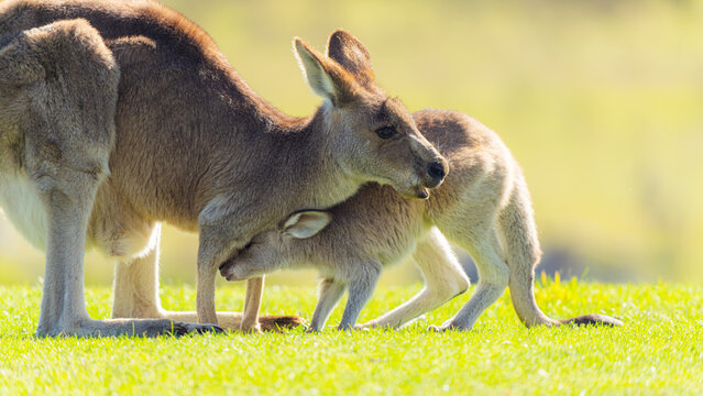 kangaroo with baby