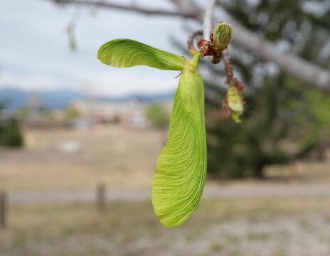 Close-up of Green Silver Maple Seeds (Acer saccharinum Samara) in Early Spring
