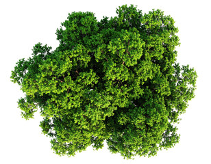 Obraz premium Bird's-eye view of lush green tree canopy isolated against a stark black backdrop