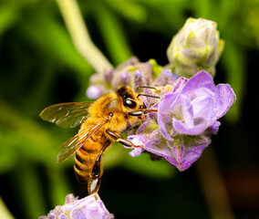 bee on lavender © Tim