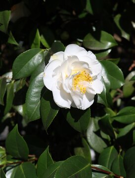 White Camellia japonica flower with yellow stamens and glossy dark green leaves in bright garden sunlight close up.