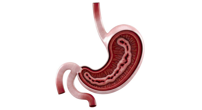 Cross-section of the human stomach with detailed internal folds