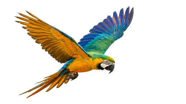 Colorful macaw in flight isolated on a transparent background 2