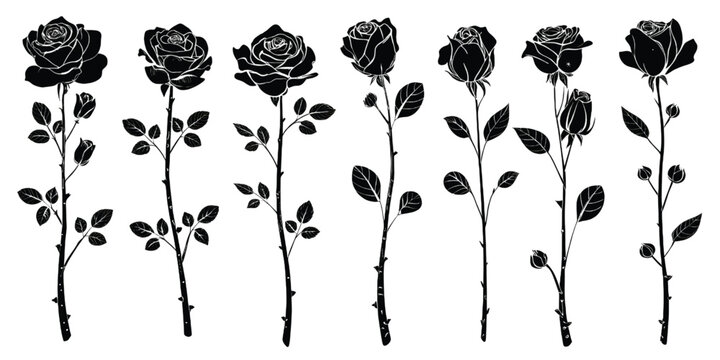 Black and white line drawing of roses in various stages of bloom and buds