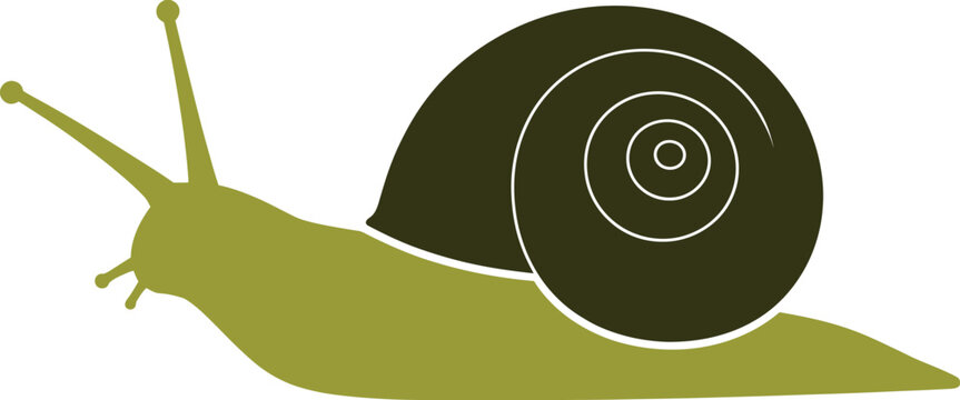 Green snail with dark shell on white background insect