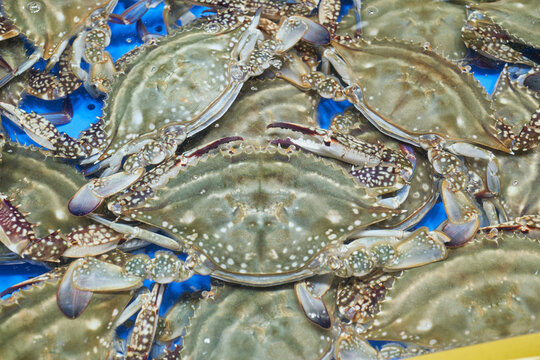 Vivid shots of fresh Korean blue crabs in market tanks and ice boxes. Highlights include live crabs in blue water and female crabs with rich orange roe, showcasing premium seasonal seafood.