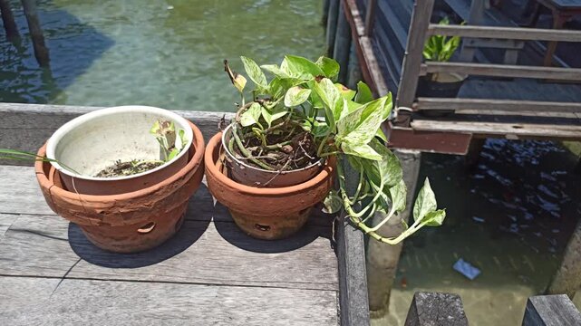 Golden pothos displays lush green and yellow variegated leaves, creating a fresh and elegant look that enhances any indoor or outdoor space.