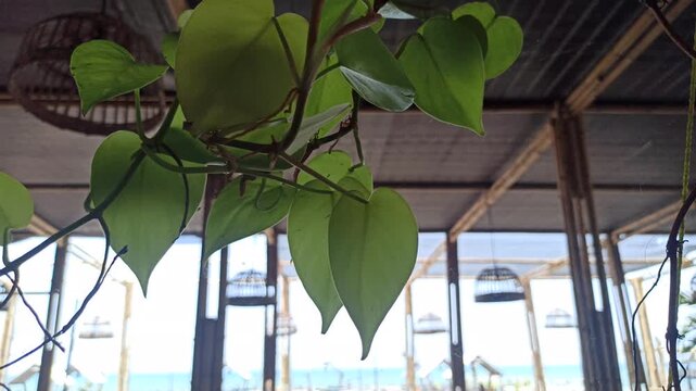 Golden pothos displays lush green and yellow variegated leaves, creating a fresh and elegant look that enhances any indoor or outdoor space.