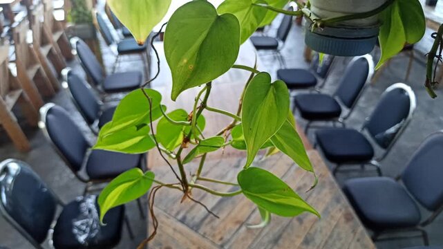 Golden pothos displays lush green and yellow variegated leaves, creating a fresh and elegant look that enhances any indoor or outdoor space.