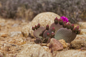 Joshua Tree National Park © luis sandoval