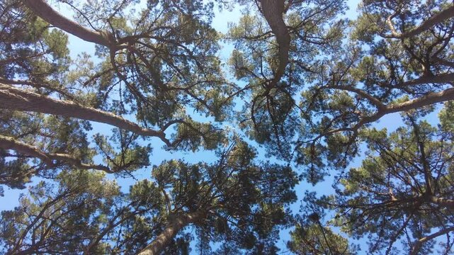 Rotating low angle view of pine forest canopy and blue sky