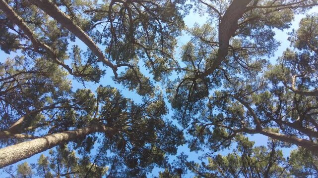Bottom view of tall pine trees with green crowns spinning against a clear blue sky in a sunny forest, creating a dizzying effect and a feeling of connection with nature and freedom