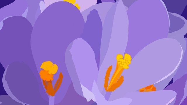 Close up photo of purple crocus flowers with yellow stamen