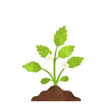 Strawberry plant with blooms growing in dirt illustration