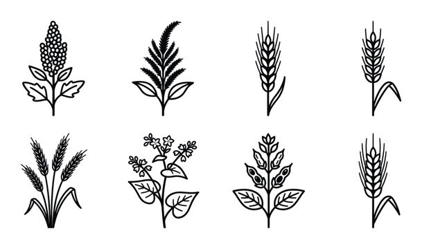 Cereal crops and grain plant line icons including wheat barley oats quinoa amaranth and buckwheat