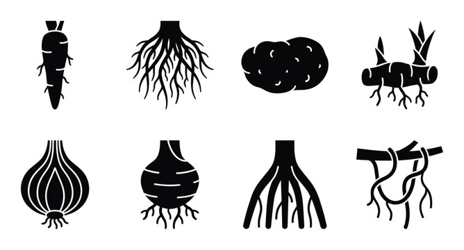 Root vegetable and plant root system silhouette icons for gardening and botanical biology education