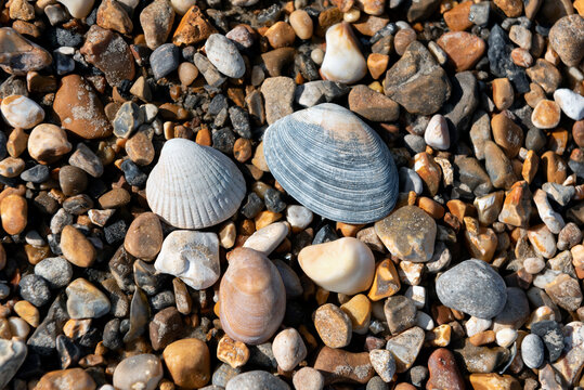 Naturally worn cockle, clam and slipper limpet shells on shingle beach