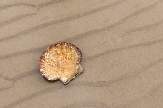 Concave lower valve of scallop with calcareous tubes of keeled tubeworms