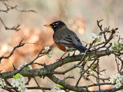 An American Robin perched on a blossoming branch with a soft background. Ideal for spring themes and nature publications.