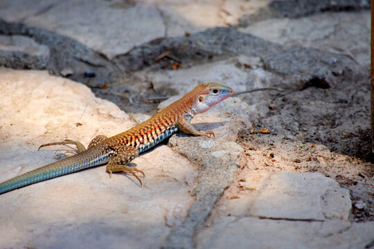 Colorful whiptail lizard sunbathing on a rock in a natural habitat