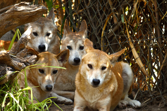 Four dingo dogs looking at the camera close up portrait