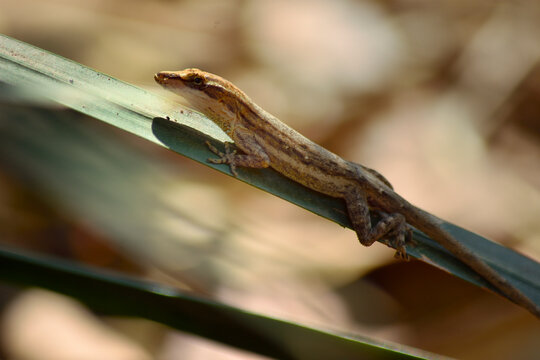 Small brown lizard resting on a green leaf in the sun