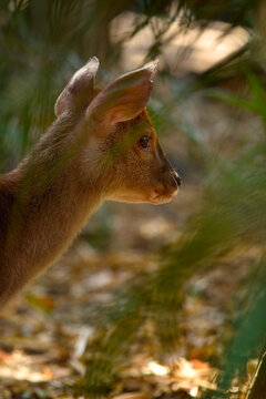 Small deer head portrait in a forest, selective focus on aye and ears