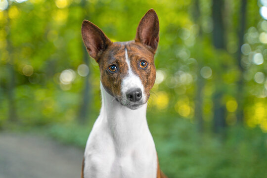 Basenji dog portrait looking directly at camera with green bokeh background, elegant breed close-up, outdoor pet lifestyle.