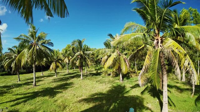 Coconut Field Exploration Siquijor Philippines Verdant Rows Of Palms, Drone Gliding Low Over Grassy Terrain, Vibrant Green Tones And Gentle Tropical Breeze Ideal For Agricultural And Travel