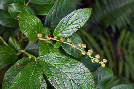 ハナヒリノキの実（北海道・大雪山）
