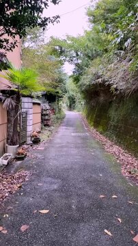 A scenic view of a narrow asphalt lane in Kyoto Japan. The path is lined with traditional walls, a stone retaining wall covered in moss, and dense green foliage. Fallen autumn leaves scatter the groun