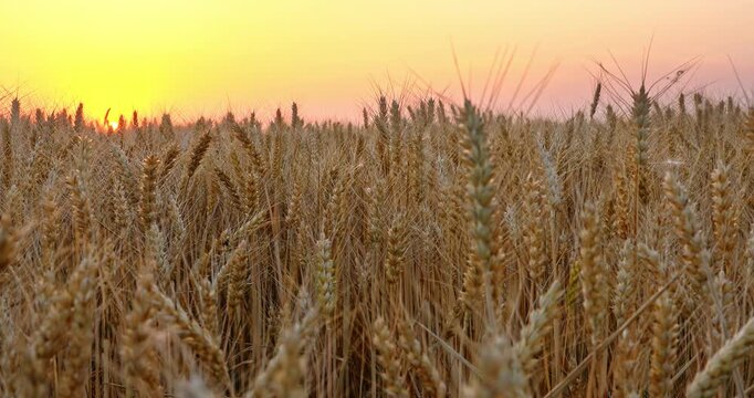 Close-up of ripe golden wheat ears in a field at sunset