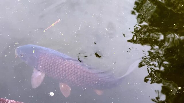 High angle view of a large koi fish with white and black markings swimming gracefully in a murky pond in Nara Japan. The water surface shows ripples and reflections of the surrounding nature.
